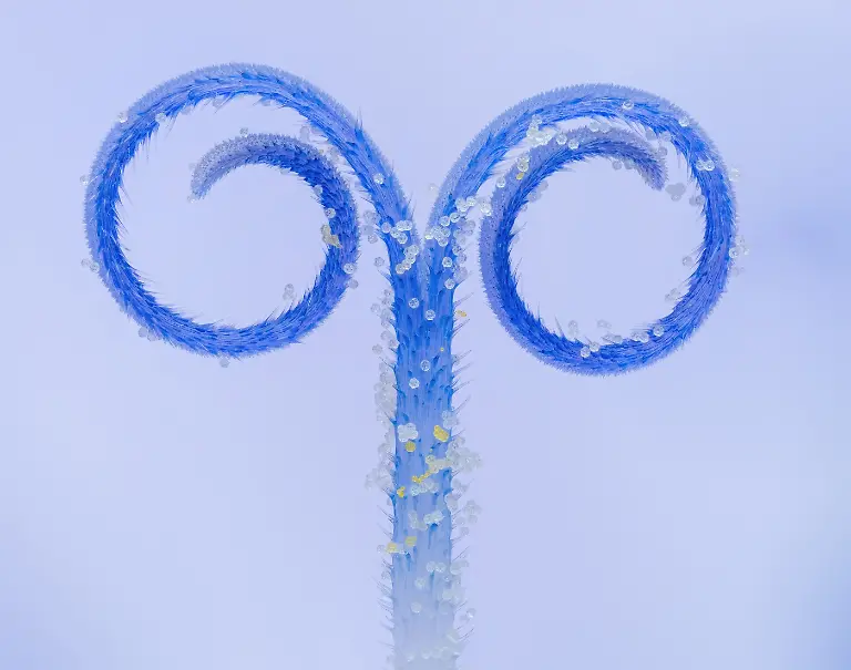 Finalist-Plants-Flowerstem-Manfred Auer-CUPOTY 7-WEB